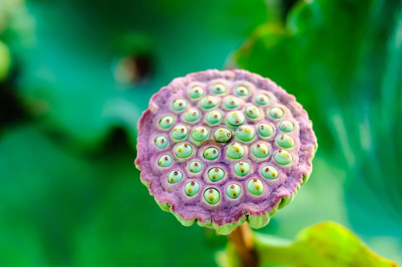 Tripofobia: guida alla paura dei buchi