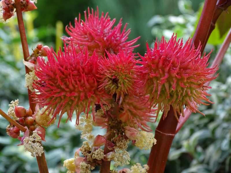 Piante velenose italiane quali sono e come riconoscerle Rete News