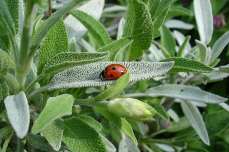 erbe aromatiche