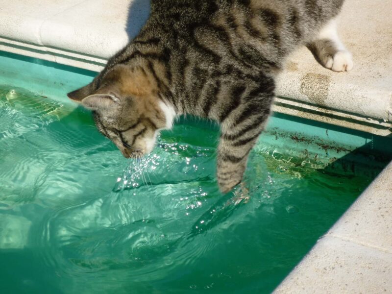 gatto in acqua