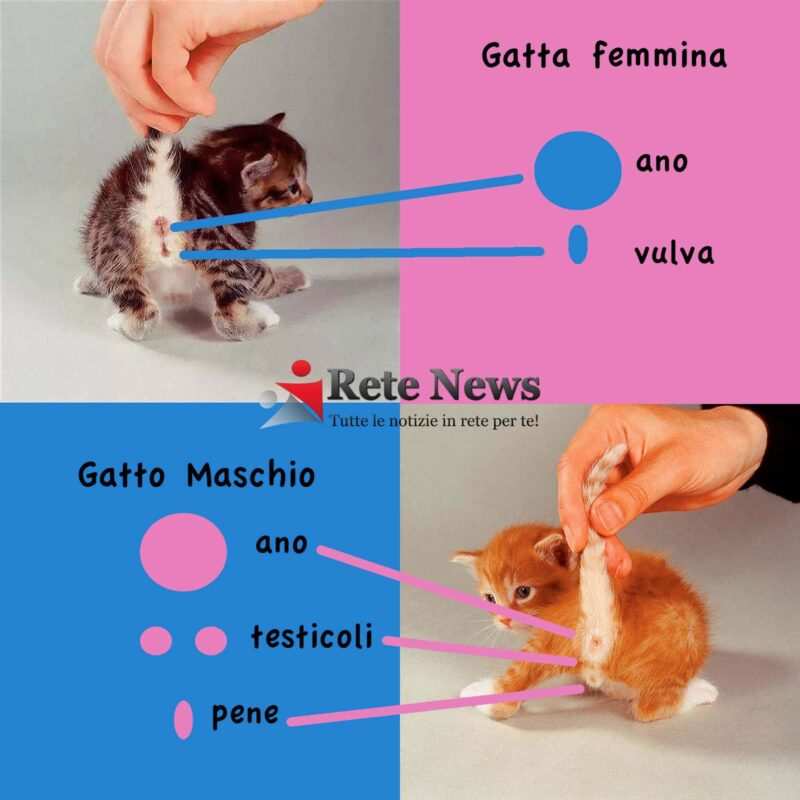 gatti maschio o femmina