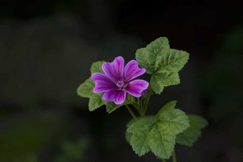 malva cistite rimedi