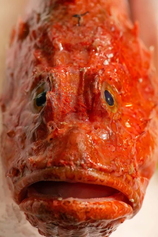 cacciucco ricetta scorfano per cacciucco