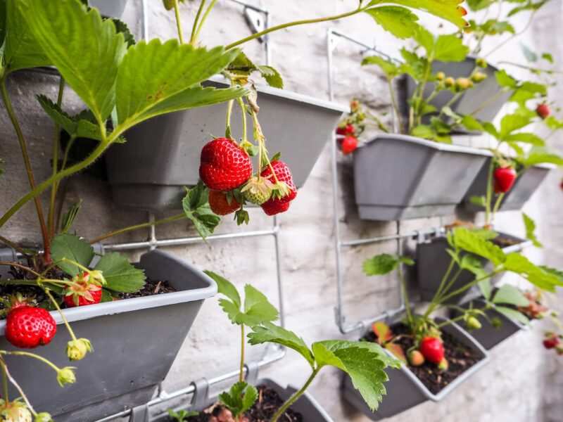 coltivare fragole sul terrazzo