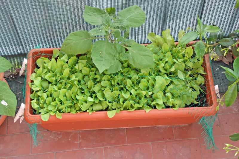 orto in balcone insalata