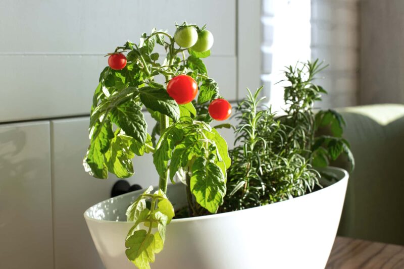 orto sul balcone