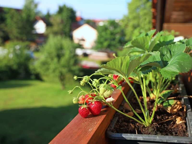 orto sul balcone fai da te