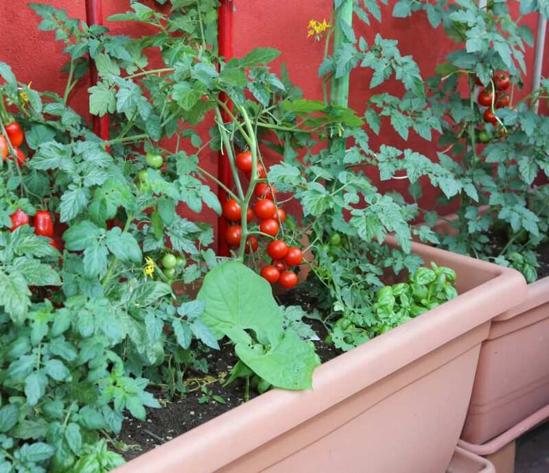 orto sul balcone come fare