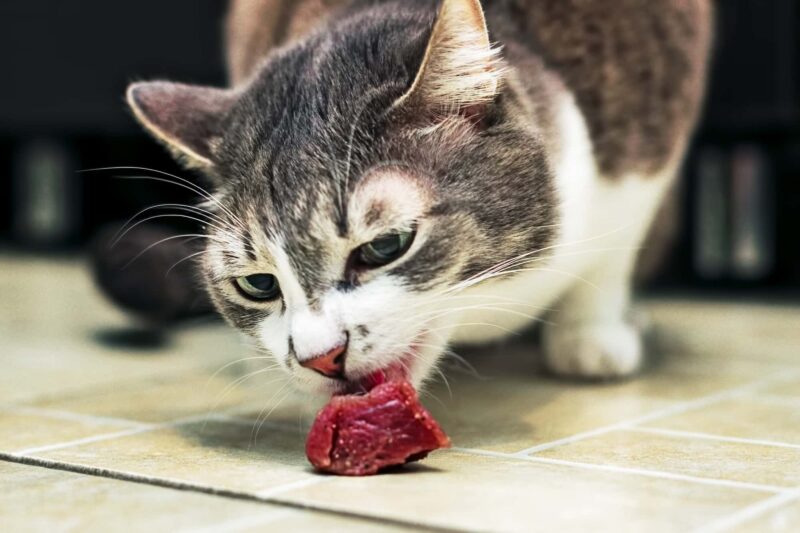 cosa non possono mangiare i gatti carne e pesce crudo