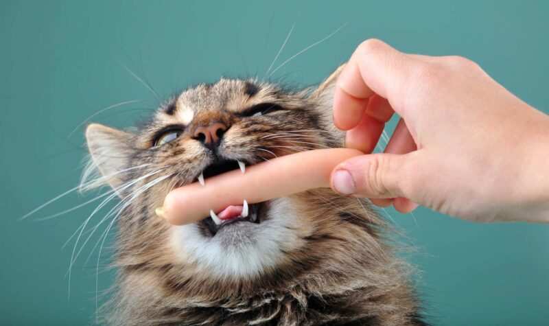 cosa non possono mangiare i gatti