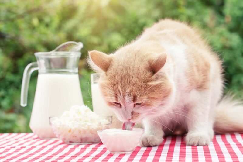 cosa non possono mangiare i gatti latte e formaggi