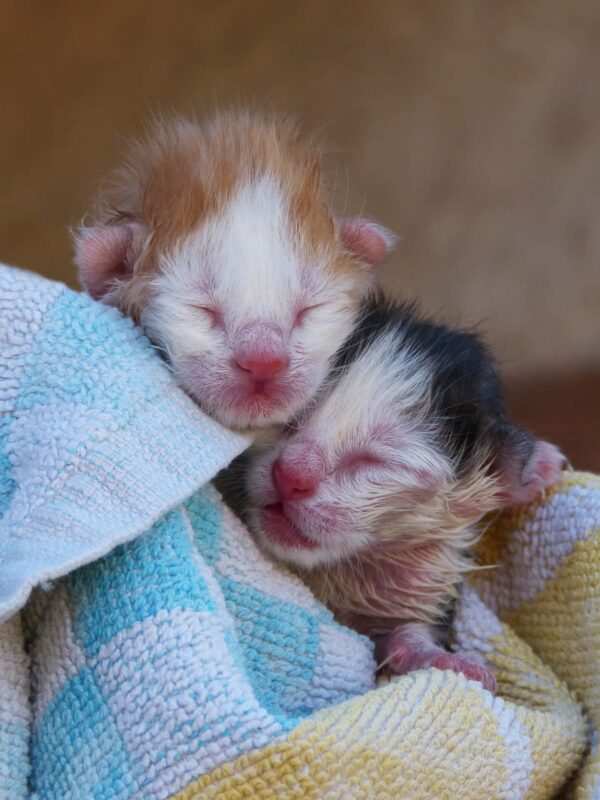 gattini piccoli