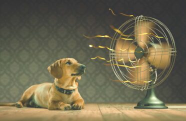 Come proteggere il Cane dal caldo