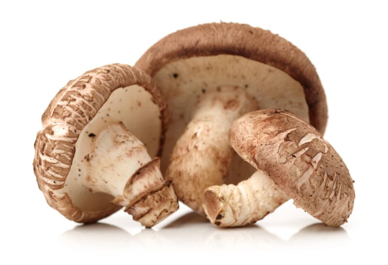 Funghi Shiitake Funghi Shiitake
