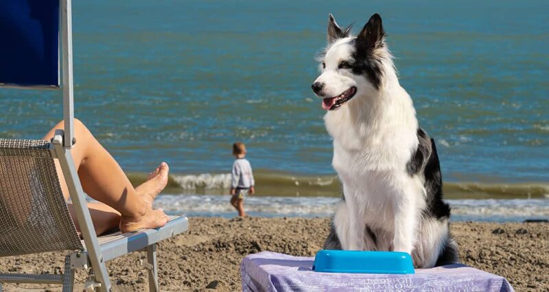 vacanze al mare con il cane